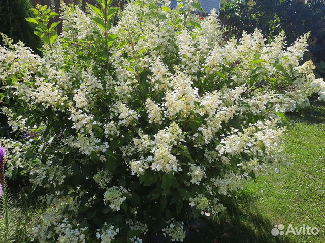 Гортензия метельчатая Киушу