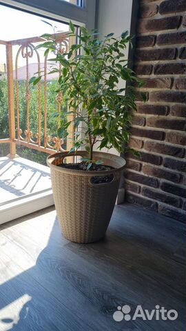 Шефлера растение в горшке