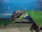 Красноухая черепаха с аквариумом бесплатно. Бронь объявление продам