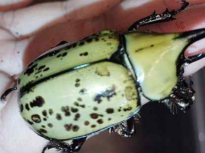 Живые тропические жуки и их личинки