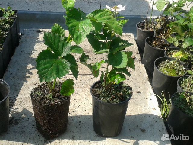 Саженцы малины и ежевики на весну