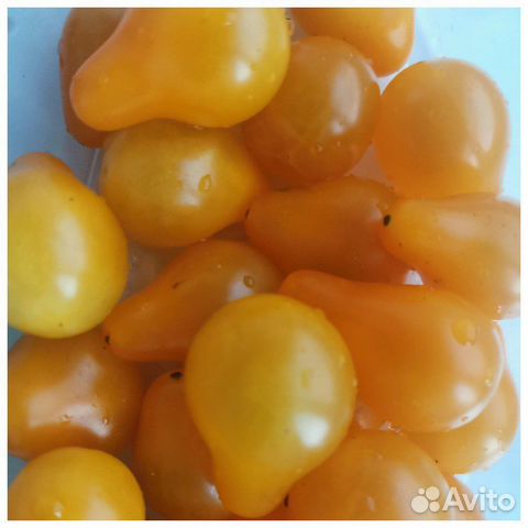 Семена томатов