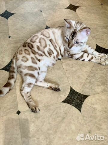 Вязка Бенгальский кот