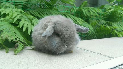 Вислоухие кролики