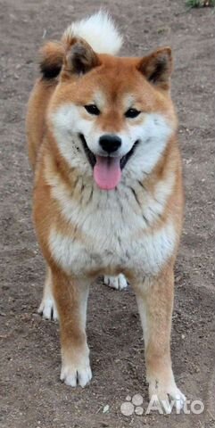 Кобель шиба ину(сиба) для вязки