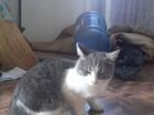 Манчкин Вязка (кот с короткими лапами)