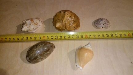 Морские ракушки