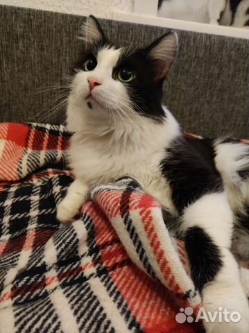 Фунтик ищет дом