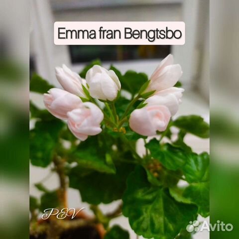 Emma fran bengtsbo пеларгония фото и описание