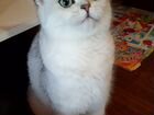 Котенок британской серебристой шиншиллы объявление продам