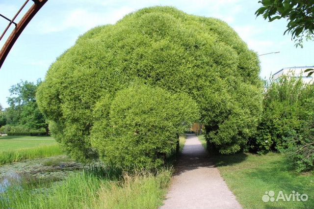 Выбор необычных видов растений