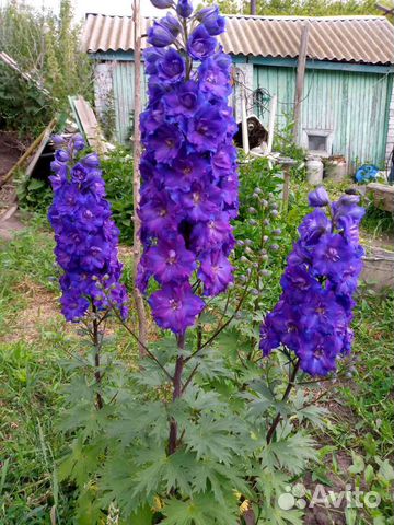 Многолетники для сада