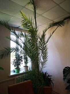 Финиковые пальмы