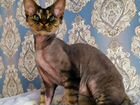 Девон-рекс кот 11 месяцев объявление продам