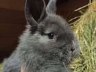 Венские голубые крольчата объявление продам