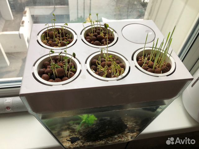 Акваферма «Назад к истокам» 11 л