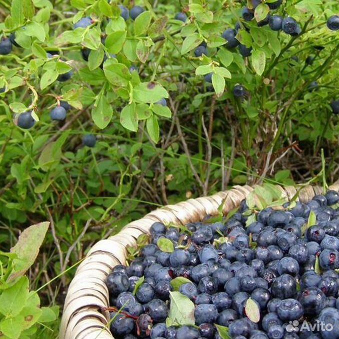 Когда поспевает черника в подмосковье 2024. Ягоды подмосковья. Черника в марий эл. Когда поспевает черника в подмосковье 2024. Черника в лесах подмосковья.