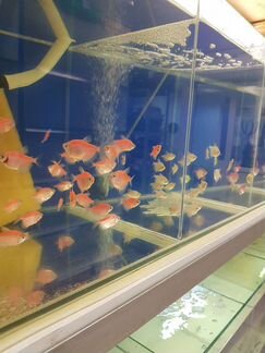 Аквариумные рыбки