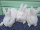Кролики новозеландские белые