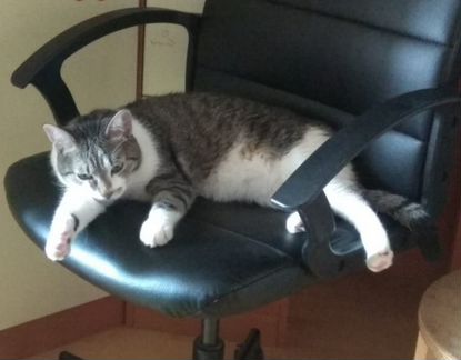 Передержка котов, кошек,собак