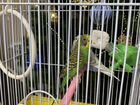 Волнистые попугаи (самка и самец)