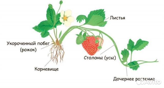 Расположение листьев у земляники
