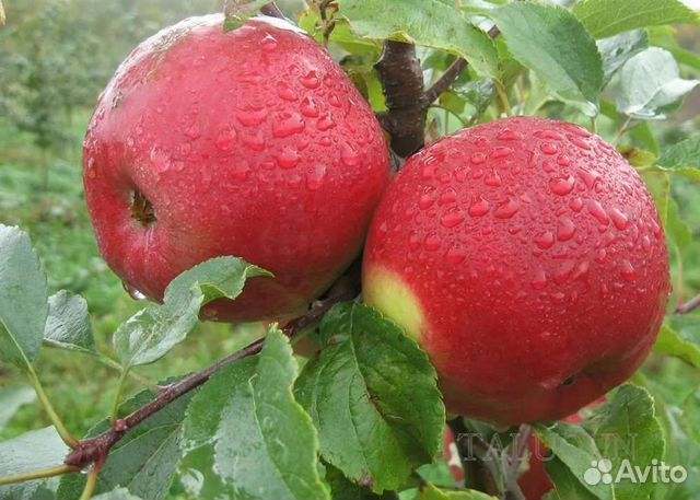 Яблоня Лигол саженцы