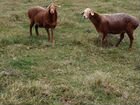 Гисарские овцы объявление продам