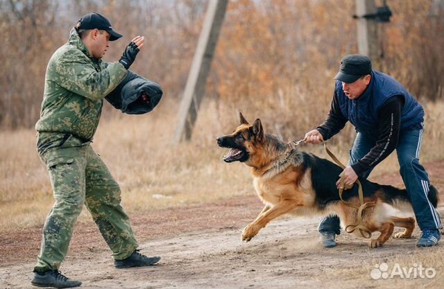 Кинолог, дрессировка собак
