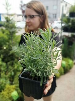 Лаванда узколистная рассада в р9