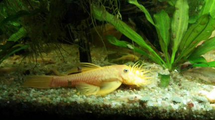 Анциструс L144, L 397, L181