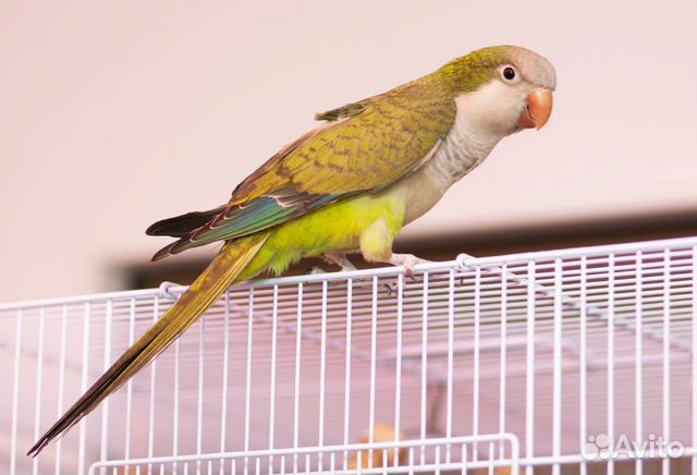 Какаду птенец выкормыш ручной