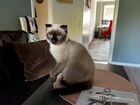 Котенок метис британский с сиамским. Бесплатно объявление продам