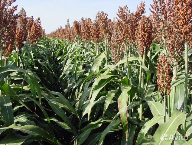 Семена Суданская Трава