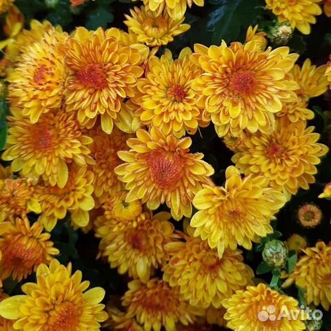 Дубки с закрытой корневой системой