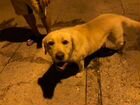 Найдена собака лабрадор объявление продам