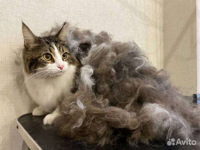 Вычесывание и Стрижка кошек с Выездом