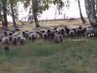 Романовские овцы племенные объявление продам