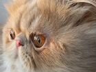 Персидский кот для вязки объявление продам