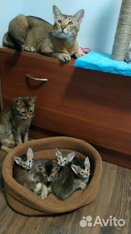 Котята Чаузи Ф4 Chausie F4