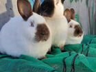 Породистые кролики объявление продам
