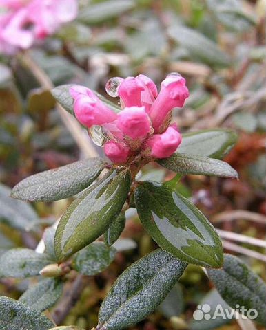 Чай Саган дайля (Белое крыло)