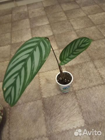 Ктенанта Оппенгейма