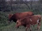 Корова с теленком объявление продам