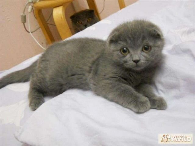 Как выглядят шотландские котята фото