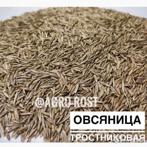 Овсяница луговая/красная/тростниковая