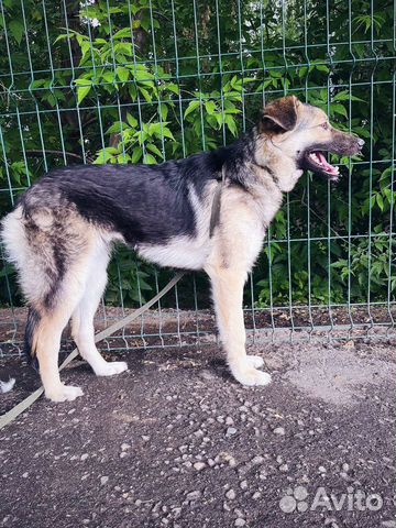 Собака попала в приют