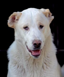 Ищет дом замечательная Собака Снежа