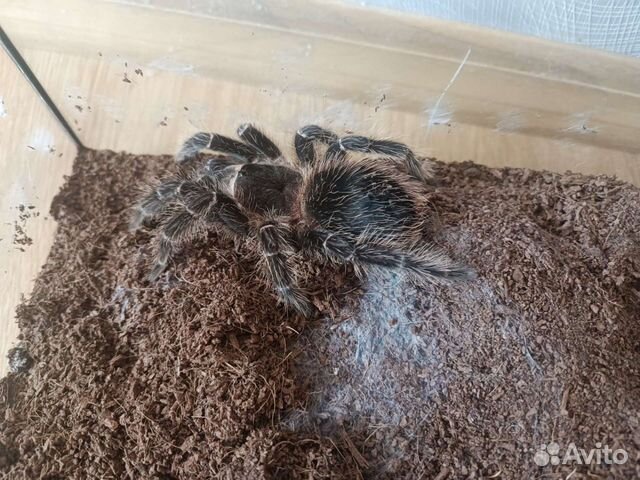 Паук птицеед Lasiodora parahybana, 2 года