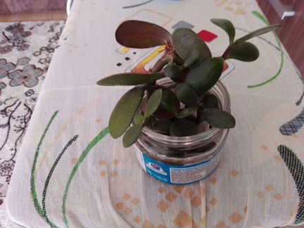 Денежное дерево отростки